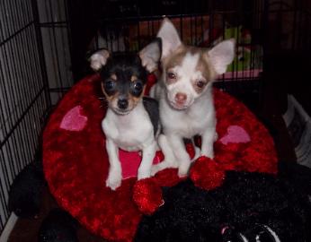 Rat Terrier