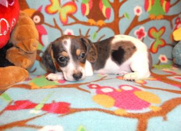 Dachshund