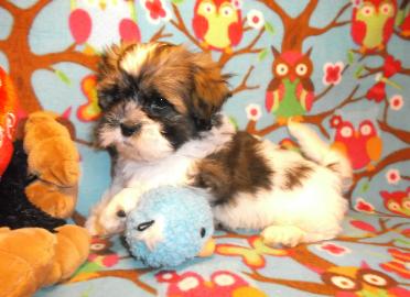 Shih Poo