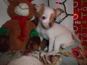 Chihuahua