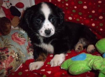 Lhasa Mix