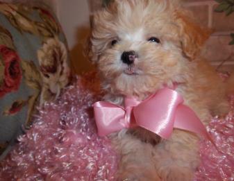 Shih Mix