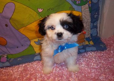 Shih Poo