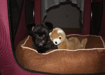 Yorkie Mix