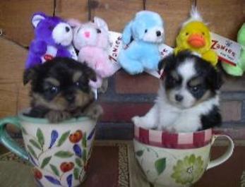 Chihuahua